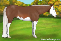 Horse Color:Silver Bay Splash 