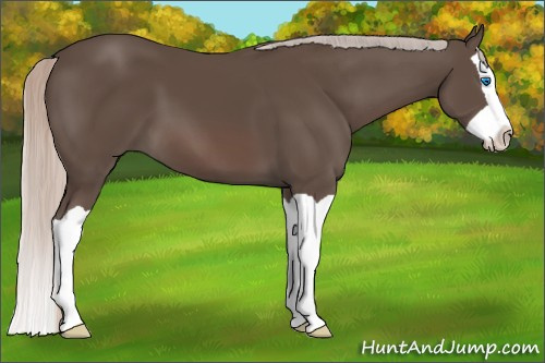 Horse Color: Silver Black Splash 