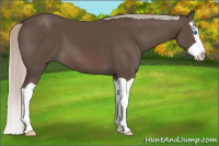 Horse Color:Silver Black Splash