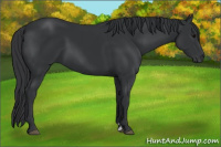 Horse Color:Black Sabino 