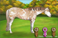 Horse Color:Bay Pearl Sabino 