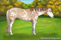 Horse Color:Bay Pearl Sabino 