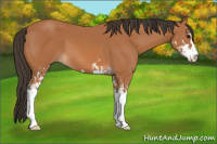 Horse Color:Bay Sabino 