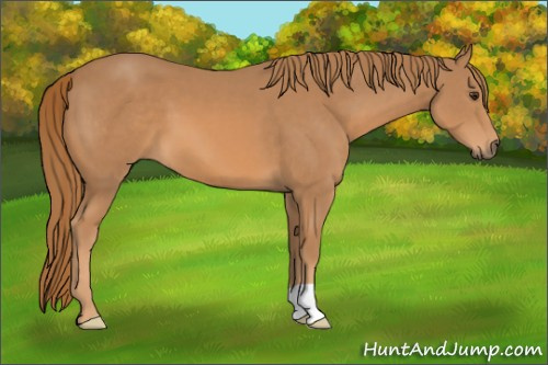 Horse Color: Chestnut 