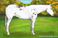 Horse Color:Black Sabino 