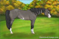 Horse Color:Blue Roan Sabino