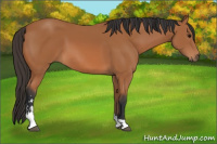 Horse Color:Bay Sabino 