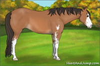 Horse Color:Bay Sabino 