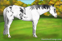 Horse Color:Black Sabino 