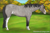 Horse Color:Blue Roan Sabino 