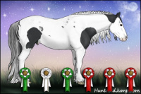 Horse Color:Black Splash Tobiano 