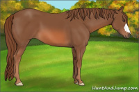 Horse Color:Liver Chestnut 