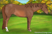 Horse Color:Liver Chestnut 