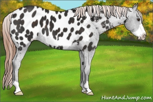 Horse Color: Liver Chestnut Frame Blanket 