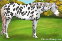 Horse Color:Liver Chestnut Frame Appaloosa 