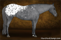 Horse Color:Blue Roan Appaloosa 