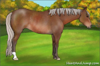 Horse Color:Silver Bay Rabicano 