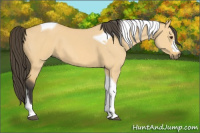 Horse Color:Buckskin Dun Tobiano 
