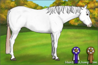 Horse Color:Bay Roan Dun Appaloosa 