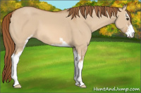 Horse Color:Red Dun Sabino 