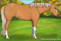 Horse Color:Palomino 