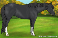 Horse Color:Black 