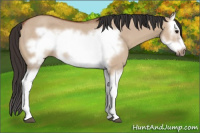 Horse Color:Bay Dun Splash Frame Rabicano