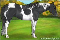 Horse Color:Black Tobiano 