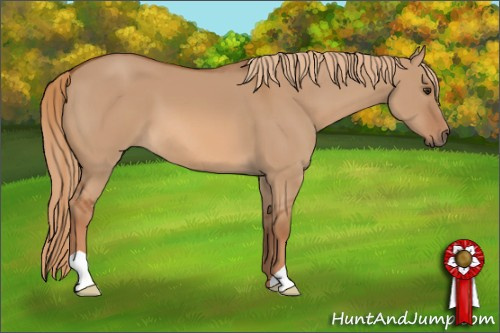 Horse Color: Unknown 