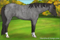 Horse Color:Smoky Blue Roan 