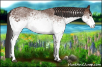Horse Color:White Spotted Bay 