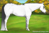 Horse Color:White Spotted Blue Roan Splash Frame