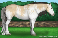 Horse Color:White Spotted Buckskin Dun Splash 