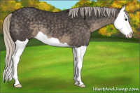 Horse Color:Silver Smoky Black Splash