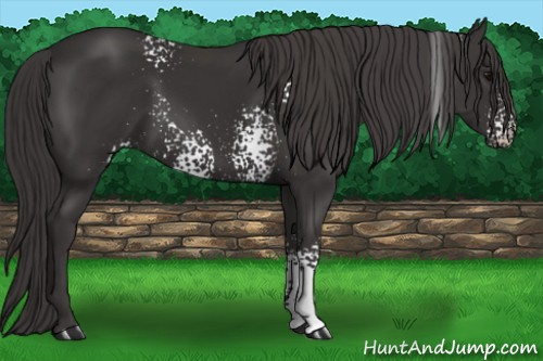 Horse Color: White Spotted Smoky Black Rabicano 