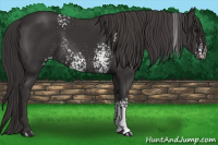 Horse Color:White Spotted Smoky Black Rabicano