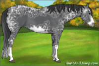 Horse Color:Black Ice Splash Frame 