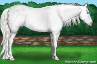 Horse Color:Cremello Appaloosa 