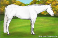 Horse Color:Silver Black Splash Appaloosa Rabicano