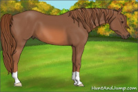 Horse Color:Liver Chestnut 