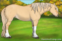 Horse Color:Chocolate Palomino Dun 