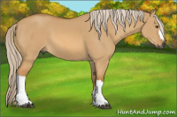 Horse Color:Gray Palomino Dun