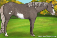 Horse Color:Silver Black Frame 