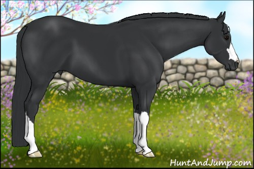 Horse Color: Black 