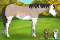Horse Color:Bay Dun Splash 