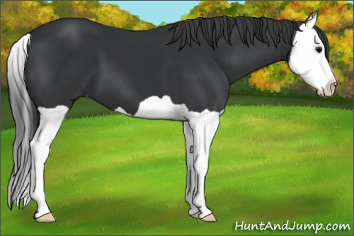 Horse Color: Brown Splash 
