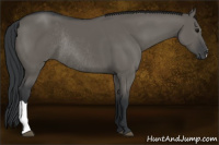 Horse Color:Grullo Rabicano 