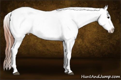 Horse Color: White Spotted Brown Dun Frame Blanket 