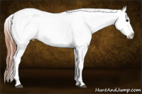 Horse Color:White Spotted Brown Dun Frame Appaloosa 