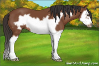 Horse Color:Bay Splash Frame